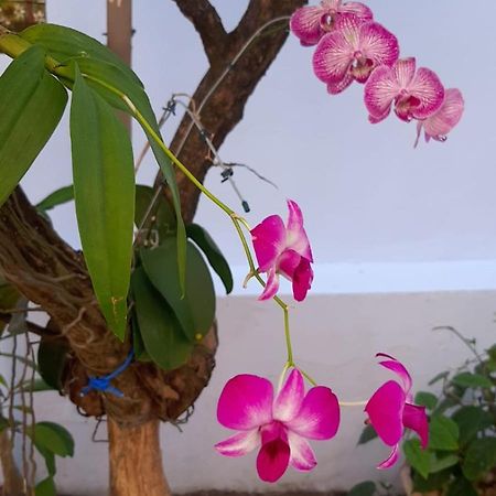 Hostel Salvador Orquideas Eksteriør billede