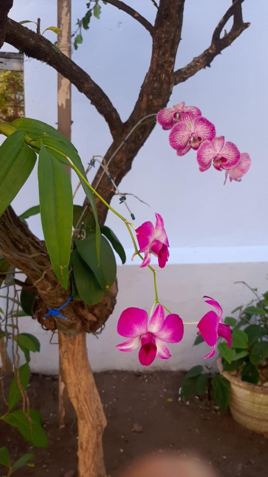 Hostel Salvador Orquideas Eksteriør billede