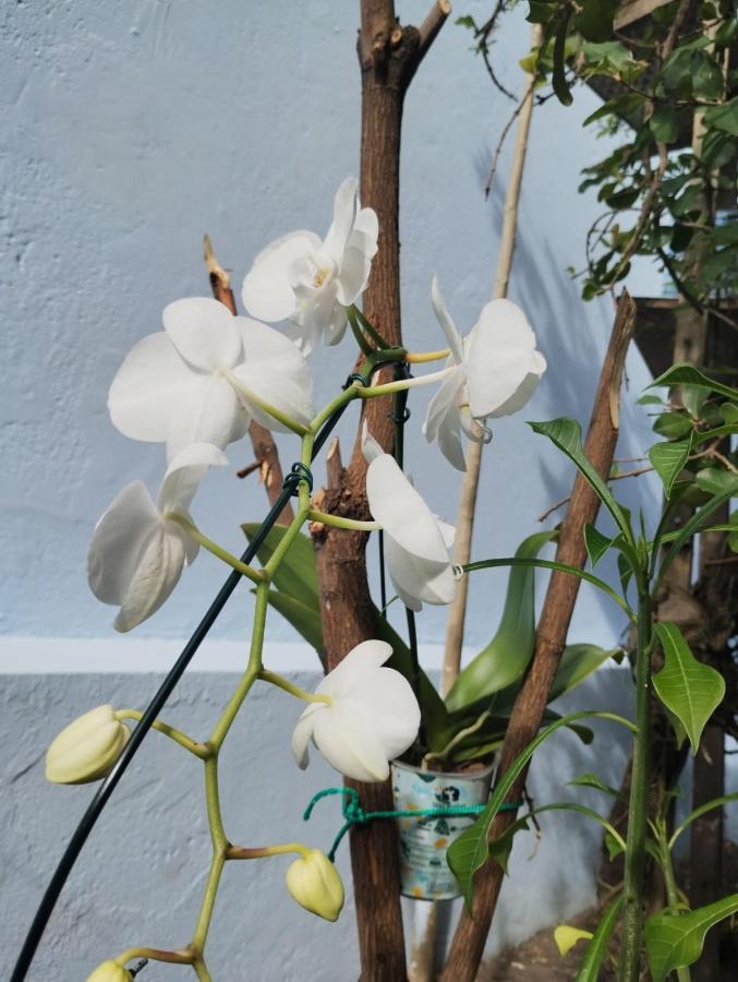 Hostel Salvador Orquideas Eksteriør billede